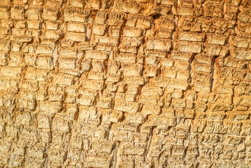 Yellow palm tree trunk bark texture close-up.