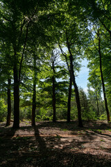 Old beech trees in Planken Wambuis, a nature reserve in The Netherlands.