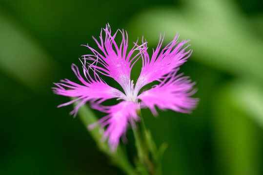 大和撫子images Browse 815 Stock Photos Vectors And Video Adobe Stock
