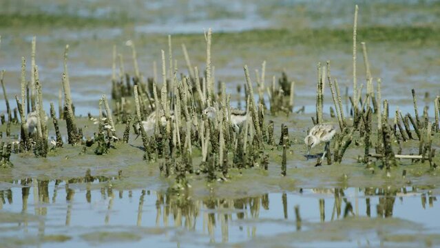 Rare view of four Kluut baby chicks exploring muddy seabed in low tide