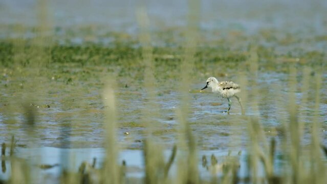 Curious Kluut baby chick explore and pick food from exposed mud in low tide