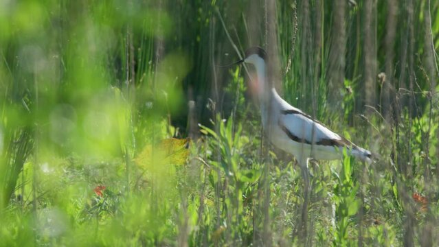 Lone attentive Kluut wandering through lush green vegetation; slow motion