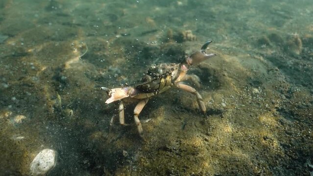 Pov underwater shot of wild Green Crab crawling on ground of North Sea in Netherlands