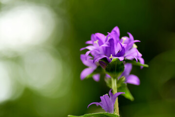 Fototapeta premium ヤツシロソウ