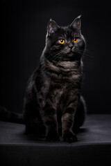 Fototapeta na wymiar Adorable scottish black tabby cat on black background.