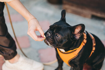 Woman hand feeding a dog pet with treat for training outdoors during the walk. Black french bulldog puppy eating on hand of his owner and wearing leash breast-band