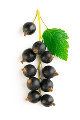branch of fresh blackcurrant with leaves on a white background