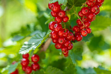 Red currant with green leaves in the garden.. red berries for eating