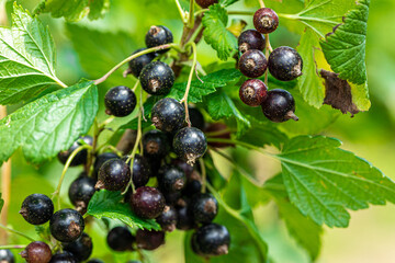 Macro shot of ripening blackcurrant berries in the garden. high quality photo