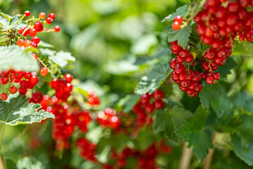 Red currant with green leaves in the garden.. red berries for eating