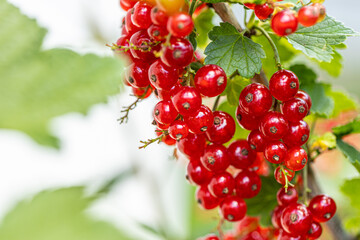 Ripe red currants with green leaves on a bush close-up as a background.