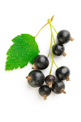 branch of fresh blackcurrant with leaves on a white background