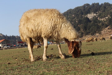A Syrian Shami Awais sheep is grazing in the plain of the Qamoua area in Akkar, northern Lebanon