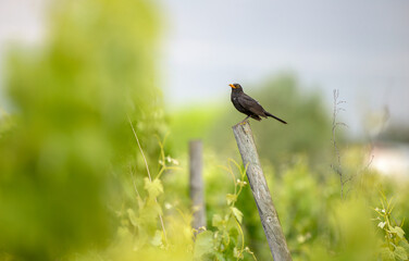 Blackbird (Turdus merula) male bird perched on post in vineyard