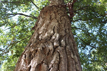 Al-Athr Forest trees in Akkar, North Lebanon