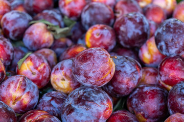 The new harvest ripe big plums sold at local city market