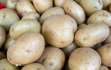 The new harvest potatoes sold at the local farmers market