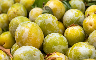 The new harvest ripe yellow plums sold at local city market
