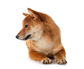 shiba inu in studio