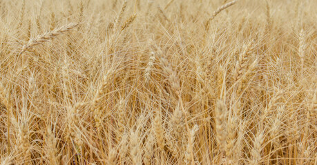 Close up of wheat ears, field of wheat in a summer day