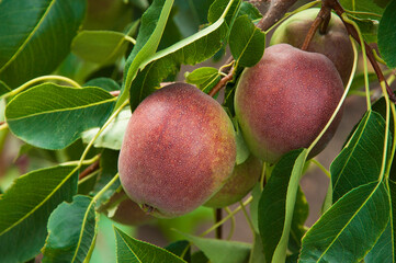 red pears on a branch in the garden. sweet fruits on the tree. the concept of making pear jam.