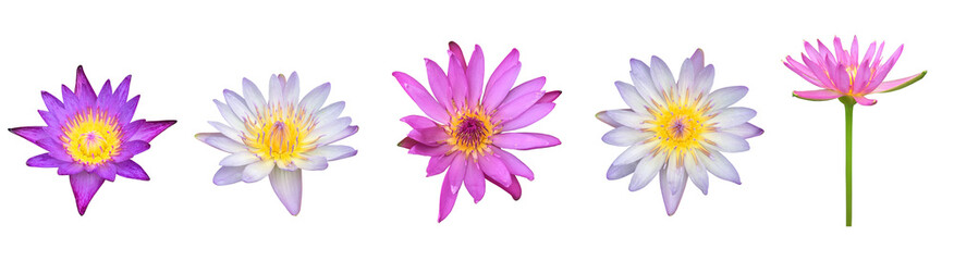 Isolated waterlily or lotus flowers.