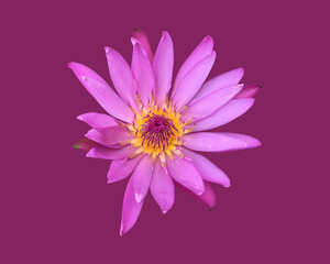 Isolated waterlily or lotus flowers with clipping paths.