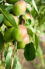 red pears on a branch in the garden. sweet fruits on the tree. the concept of making pear jam.