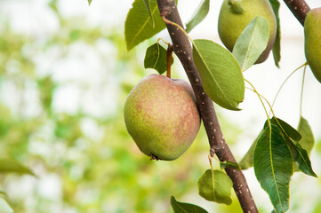 red pears on a branch in the garden. sweet fruits on the tree. the concept of making pear jam.