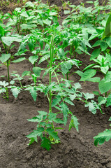 green tomatoes on the bushes. the concept of growing tomatoes. unripe vegetables in the garden.