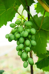 Grono of green grapes in the vineyard. the concept of growing grapes. wine making illustration. big grapes in the garden