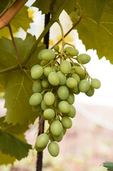 Grono of green grapes in the vineyard. the concept of growing grapes. wine making illustration. big grapes in the garden