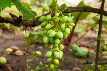 Grono of green grapes in the vineyard. the concept of growing grapes. wine making illustration. big grapes in the garden