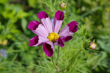 Cosmea bicolor with tubular petals (лат. Cosmos bipinnatus) close-up