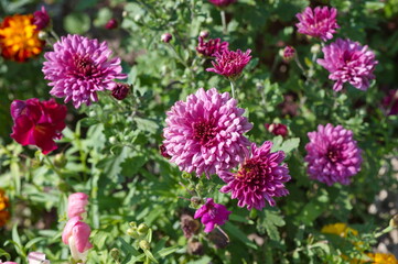 Chrysanthemum bush blooms in the garden