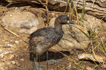 Australian Grebe in Northern Territory Australia
