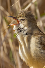 Australian Reed Warbler in Northern Territory Australia