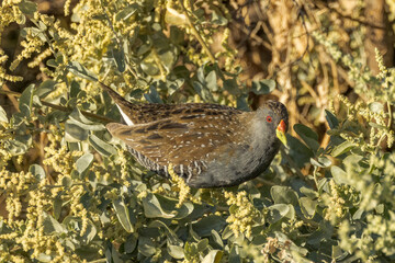 Australian Spotted Crake in Northern Territory Australia