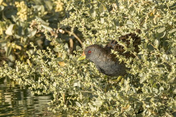 Australian Spotted Crake in Northern Territory Australia
