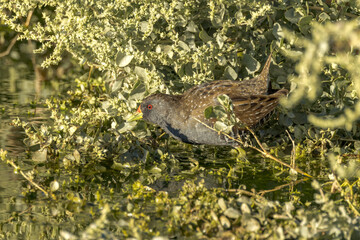 Australian Spotted Crake in Northern Territory Australia
