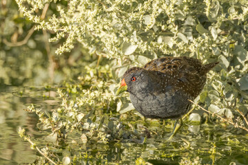 Australian Spotted Crake in Northern Territory Australia