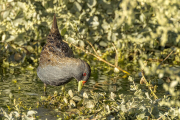 Australian Spotted Crake in Northern Territory Australia