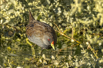 Australian Spotted Crake in Northern Territory Australia