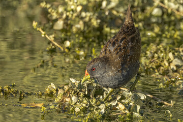 Australian Spotted Crake in Northern Territory Australia