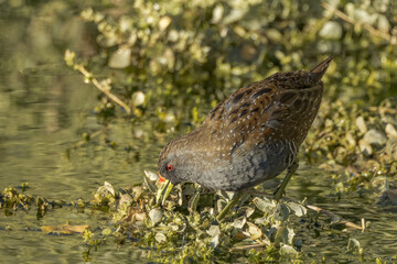 Australian Spotted Crake in Northern Territory Australia