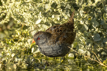 Australian Spotted Crake in Northern Territory Australia