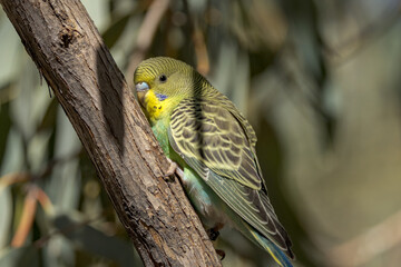 Budgerigar Parrot in Northern Territory Australia