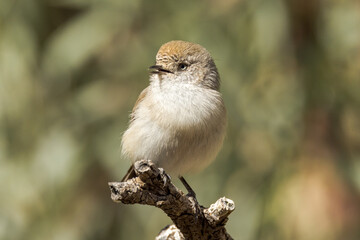 Chestnut-rumped Thornbill in Northern Territory Australia