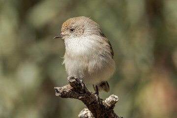 Chestnut-rumped Thornbill in Northern Territory Australia
