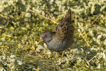 Australian Spotted Crake in Northern Territory Australia